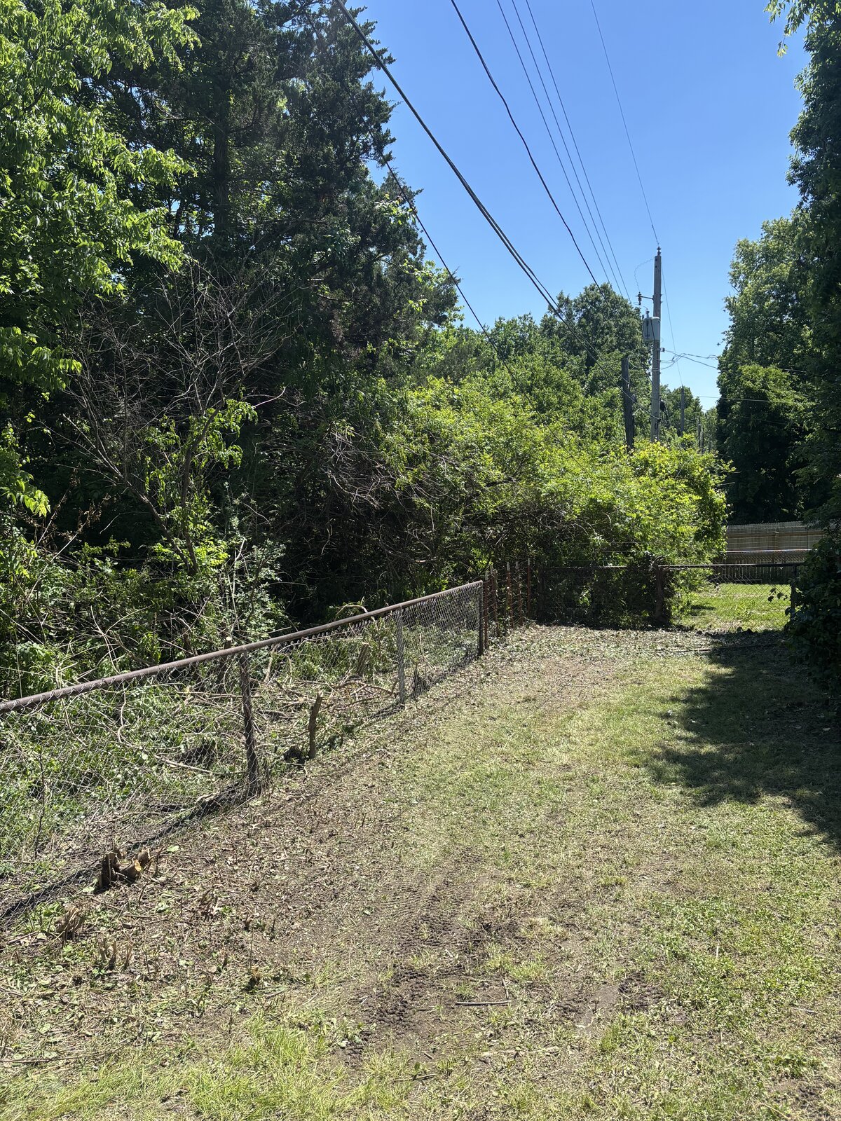 Tree job after 1