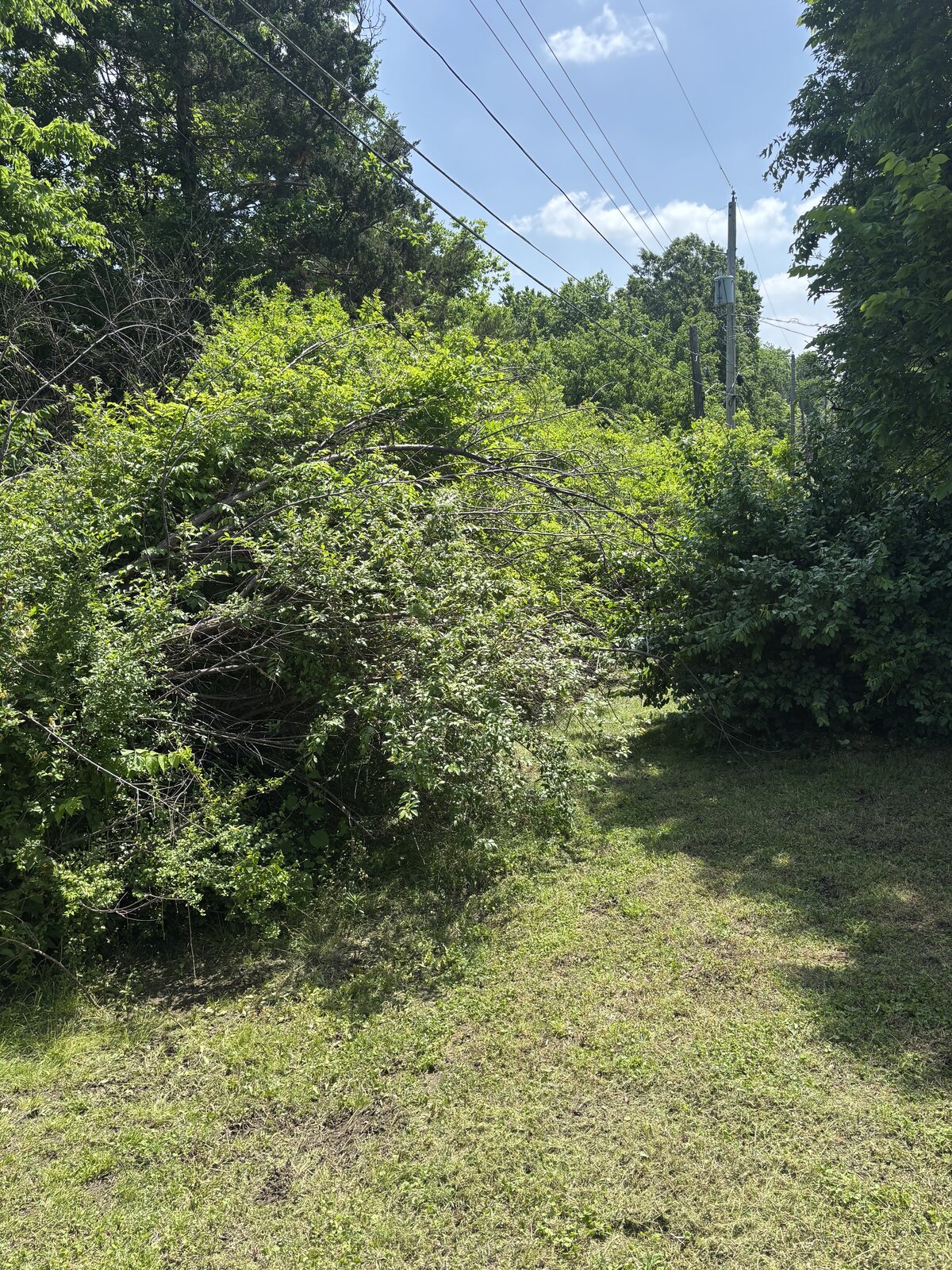 Tree job before 1
